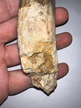 Load image into Gallery viewer, MEGA MONSTER Spinosaur Fossil Dinosaur Tooth 5.55 Inches with Display Stand and Case