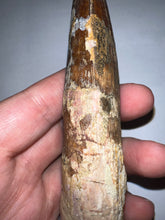 Load image into Gallery viewer, MEGA MONSTER Spinosaur Fossil Dinosaur Tooth 5.55 Inches with Display Stand and Case