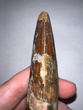 Load image into Gallery viewer, MEGA MONSTER Spinosaur Fossil Dinosaur Tooth 5.55 Inches with Display Stand and Case