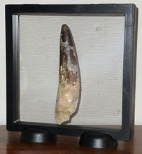 Load image into Gallery viewer, MEGA MONSTER Spinosaur Fossil Dinosaur Tooth 5.55 Inches with Display Stand and Case