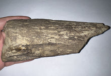 Load image into Gallery viewer, Triceratops type Ceratopsian Partial Brow Horn 7.8 Inches with Associated Carnivorous Dinosaur Tooth!! Hell Creek Montana