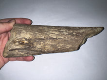 Load image into Gallery viewer, Triceratops type Ceratopsian Partial Brow Horn 7.8 Inches with Associated Carnivorous Dinosaur Tooth!! Hell Creek Montana