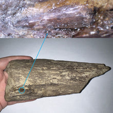 Load image into Gallery viewer, Triceratops type Ceratopsian Partial Brow Horn 7.8 Inches with Associated Carnivorous Dinosaur Tooth!! Hell Creek Montana