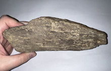 Load image into Gallery viewer, Triceratops type Ceratopsian Partial Brow Horn 7.8 Inches with Associated Carnivorous Dinosaur Tooth!! Hell Creek Montana