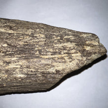 Load image into Gallery viewer, Triceratops type Ceratopsian Partial Brow Horn 7.8 Inches with Associated Carnivorous Dinosaur Tooth!! Hell Creek Montana