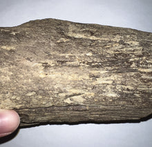 Load image into Gallery viewer, Triceratops type Ceratopsian Partial Brow Horn 7.8 Inches with Associated Carnivorous Dinosaur Tooth!! Hell Creek Montana