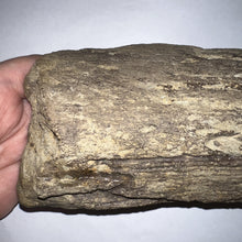 Load image into Gallery viewer, Triceratops type Ceratopsian Partial Brow Horn 7.8 Inches with Associated Carnivorous Dinosaur Tooth!! Hell Creek Montana