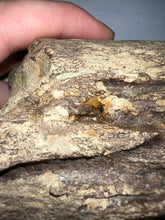 Load image into Gallery viewer, Triceratops type Ceratopsian Partial Brow Horn 7.8 Inches with Associated Carnivorous Dinosaur Tooth!! Hell Creek Montana