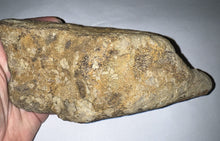 Load image into Gallery viewer, Triceratops type Ceratopsian Partial Brow Horn 7.8 Inches with Associated Carnivorous Dinosaur Tooth!! Hell Creek Montana