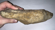 Load image into Gallery viewer, Triceratops type Ceratopsian Partial Brow Horn 7.8 Inches with Associated Carnivorous Dinosaur Tooth!! Hell Creek Montana