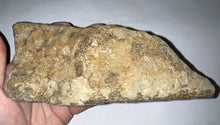 Load image into Gallery viewer, Triceratops type Ceratopsian Partial Brow Horn 7.8 Inches with Associated Carnivorous Dinosaur Tooth!! Hell Creek Montana