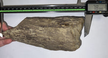Load image into Gallery viewer, Triceratops type Ceratopsian Partial Brow Horn 7.8 Inches with Associated Carnivorous Dinosaur Tooth!! Hell Creek Montana