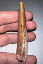 Load image into Gallery viewer, Huge Carcharodontosaur Fossil Tooth just under 3 Inches