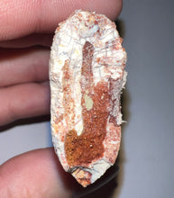 Load image into Gallery viewer, Huge Carcharodontosaur Fossil Tooth just under 3 Inches