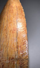 Load image into Gallery viewer, Huge Carcharodontosaur Fossil Tooth just under 3 Inches