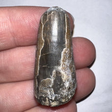 Load image into Gallery viewer, Supercroc Tooth Sarcosuchus Imperator 1.43 Inches!