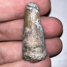 Load image into Gallery viewer, Supercroc Tooth Sarcosuchus Imperator 1.43 Inches!