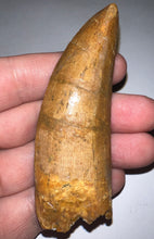 Load image into Gallery viewer, Monster Carcharodontosaur Fossil Tooth 3.39 Inches Incredible Serrations