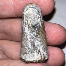 Load image into Gallery viewer, Supercroc Tooth Sarcosuchus Imperator 1.43 Inches!