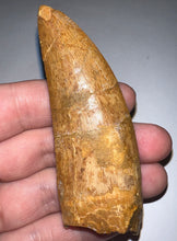 Load image into Gallery viewer, Monster Carcharodontosaur Fossil Tooth 3.39 Inches Incredible Serrations