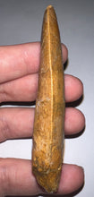 Load image into Gallery viewer, Monster Carcharodontosaur Fossil Tooth 3.39 Inches Incredible Serrations