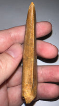 Load image into Gallery viewer, Monster Carcharodontosaur Fossil Tooth 3.39 Inches Incredible Serrations