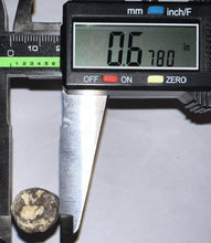 Load image into Gallery viewer, Supercroc Tooth Sarcosuchus Imperator 1.43 Inches!