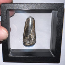 Load image into Gallery viewer, Supercroc Tooth Sarcosuchus Imperator 1.43 Inches!