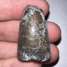 Load image into Gallery viewer, Supercroc Tooth Sarcosuchus Imperator 1.28 Inches!