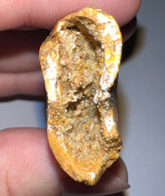 Load image into Gallery viewer, Monster Carcharodontosaur Fossil Tooth 3.39 Inches Incredible Serrations