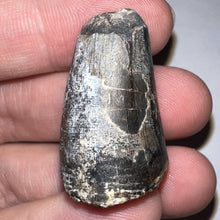 Load image into Gallery viewer, Supercroc Tooth Sarcosuchus Imperator 1.28 Inches!