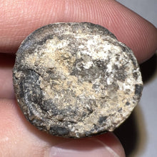 Load image into Gallery viewer, Supercroc Tooth Sarcosuchus Imperator 1.28 Inches!