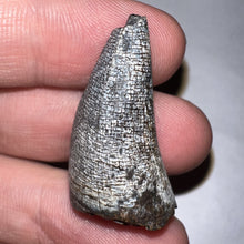 Load image into Gallery viewer, Supercroc Tooth Sarcosuchus Imperator 1.24 Inches!
