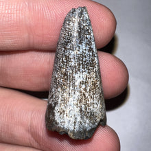 Load image into Gallery viewer, Supercroc Tooth Sarcosuchus Imperator 1.24 Inches!