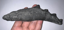 Load image into Gallery viewer, GEM Edestus Fossil Scissor Shark Tooth Whorl 6.65 Inches Pre Dinosaur Shark Tooth!