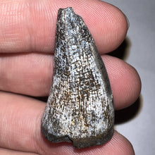 Load image into Gallery viewer, Supercroc Tooth Sarcosuchus Imperator 1.24 Inches!