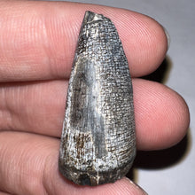 Load image into Gallery viewer, Supercroc Tooth Sarcosuchus Imperator 1.24 Inches!