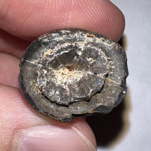 Load image into Gallery viewer, Supercroc Tooth Sarcosuchus Imperator 1.24 Inches!