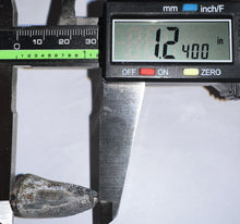 Load image into Gallery viewer, Supercroc Tooth Sarcosuchus Imperator 1.24 Inches!