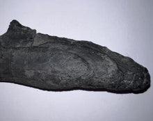 Load image into Gallery viewer, GEM Edestus Fossil Scissor Shark Tooth Whorl 6.65 Inches Pre Dinosaur Shark Tooth!