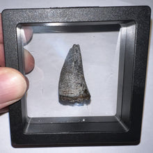 Load image into Gallery viewer, Supercroc Tooth Sarcosuchus Imperator 1.24 Inches!