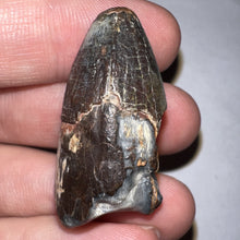 Load image into Gallery viewer, Supercroc Tooth Sarcosuchus Imperator 1.43 Inches!