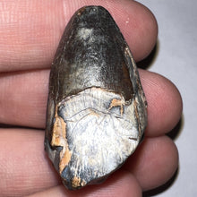 Load image into Gallery viewer, Supercroc Tooth Sarcosuchus Imperator 1.43 Inches!