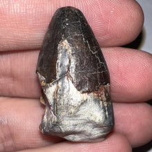 Load image into Gallery viewer, Supercroc Tooth Sarcosuchus Imperator 1.43 Inches!