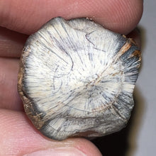 Load image into Gallery viewer, Supercroc Tooth Sarcosuchus Imperator 1.43 Inches!