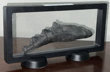 Load image into Gallery viewer, GEM Edestus Fossil Scissor Shark Tooth Whorl 6.65 Inches Pre Dinosaur Shark Tooth!