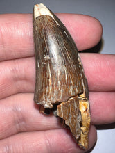 Load image into Gallery viewer, HUGE Tyrannosaur Tooth Daspletosaurus or Gorgosaurus 2.33 Inches T Rex Ancestor