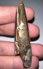 Load image into Gallery viewer, HUGE Tyrannosaur Tooth Daspletosaurus or Gorgosaurus 2.33 Inches T Rex Ancestor
