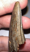Load image into Gallery viewer, HUGE Tyrannosaur Tooth Daspletosaurus or Gorgosaurus 2.33 Inches T Rex Ancestor