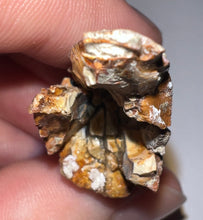 Load image into Gallery viewer, HUGE Tyrannosaur Tooth Daspletosaurus or Gorgosaurus 2.33 Inches T Rex Ancestor